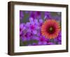 Phlox and Indian Blanket, Near Devine, Texas, USA-Darrell Gulin-Framed Photographic Print