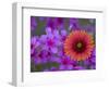 Phlox and Indian Blanket, Near Devine, Texas, USA-Darrell Gulin-Framed Photographic Print