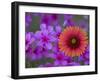 Phlox and Indian Blanket, Near Devine, Texas, USA-Darrell Gulin-Framed Photographic Print