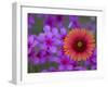 Phlox and Indian Blanket, Near Devine, Texas, USA-Darrell Gulin-Framed Photographic Print