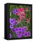 Phlox and Indian Paint Brush Near Devine, Texas, USA-Darrell Gulin-Framed Stretched Canvas