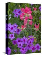 Phlox and Indian Paint Brush Near Devine, Texas, USA-Darrell Gulin-Stretched Canvas
