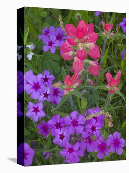 Phlox and Indian Paint Brush Near Devine, Texas, USA-Darrell Gulin-Stretched Canvas