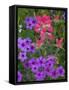 Phlox and Indian Paint Brush Near Devine, Texas, USA-Darrell Gulin-Framed Stretched Canvas