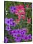 Phlox and Indian Paint Brush Near Devine, Texas, USA-Darrell Gulin-Stretched Canvas