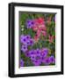 Phlox and Indian Paint Brush Near Devine, Texas, USA-Darrell Gulin-Framed Photographic Print