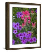 Phlox and Indian Paint Brush Near Devine, Texas, USA-Darrell Gulin-Framed Photographic Print