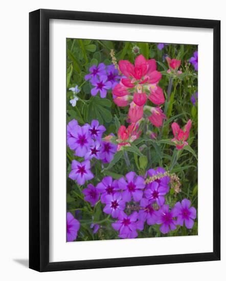 Phlox and Indian Paint Brush Near Devine, Texas, USA-Darrell Gulin-Framed Photographic Print