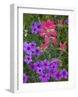 Phlox and Indian Paint Brush Near Devine, Texas, USA-Darrell Gulin-Framed Photographic Print