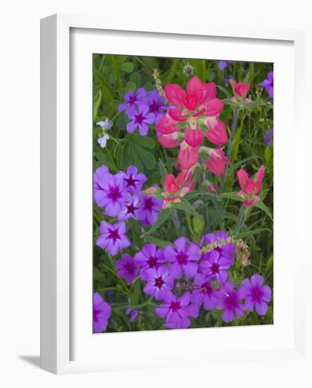 Phlox and Indian Paint Brush Near Devine, Texas, USA-Darrell Gulin-Framed Photographic Print