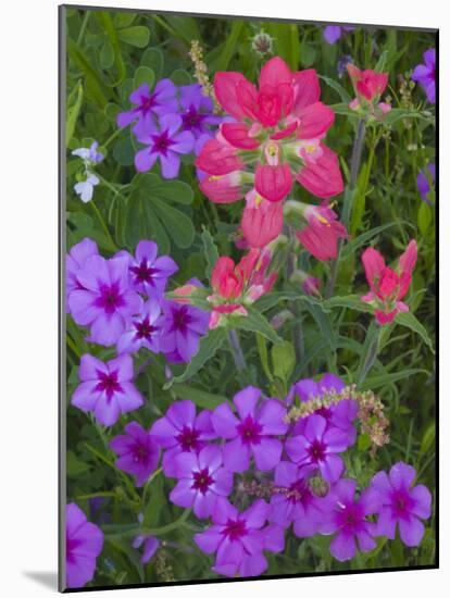 Phlox and Indian Paint Brush Near Devine, Texas, USA-Darrell Gulin-Mounted Photographic Print