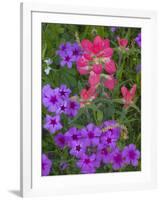 Phlox and Indian Paint Brush Near Devine, Texas, USA-Darrell Gulin-Framed Photographic Print