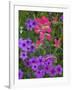 Phlox and Indian Paint Brush Near Devine, Texas, USA-Darrell Gulin-Framed Photographic Print