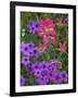 Phlox and Indian Paint Brush Near Devine, Texas, USA-Darrell Gulin-Framed Photographic Print