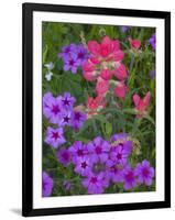 Phlox and Indian Paint Brush Near Devine, Texas, USA-Darrell Gulin-Framed Photographic Print