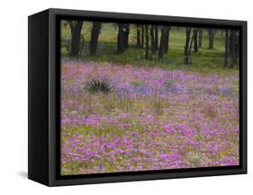 Phlox and Oak Trees in Springtime, Nixon, Texas, USA-Darrell Gulin-Framed Stretched Canvas