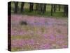 Phlox and Oak Trees in Springtime, Nixon, Texas, USA-Darrell Gulin-Stretched Canvas