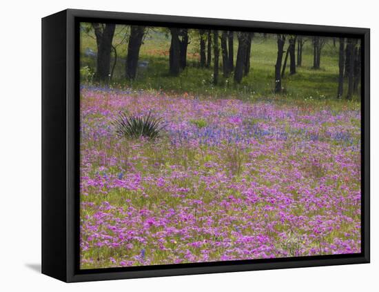 Phlox and Oak Trees in Springtime, Nixon, Texas, USA-Darrell Gulin-Framed Stretched Canvas