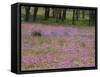 Phlox and Oak Trees in Springtime, Nixon, Texas, USA-Darrell Gulin-Framed Stretched Canvas