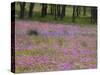 Phlox and Oak Trees in Springtime, Nixon, Texas, USA-Darrell Gulin-Stretched Canvas