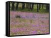 Phlox and Oak Trees in Springtime, Nixon, Texas, USA-Darrell Gulin-Framed Stretched Canvas