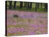 Phlox and Oak Trees in Springtime, Nixon, Texas, USA-Darrell Gulin-Stretched Canvas