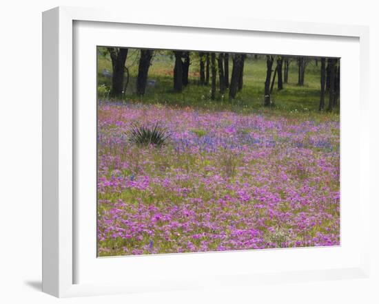 Phlox and Oak Trees in Springtime, Nixon, Texas, USA-Darrell Gulin-Framed Photographic Print