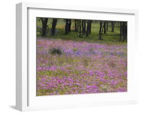Phlox and Oak Trees in Springtime, Nixon, Texas, USA-Darrell Gulin-Framed Photographic Print