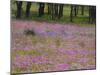 Phlox and Oak Trees in Springtime, Nixon, Texas, USA-Darrell Gulin-Mounted Photographic Print