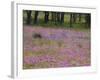 Phlox and Oak Trees in Springtime, Nixon, Texas, USA-Darrell Gulin-Framed Photographic Print