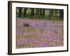 Phlox and Oak Trees in Springtime, Nixon, Texas, USA-Darrell Gulin-Framed Photographic Print