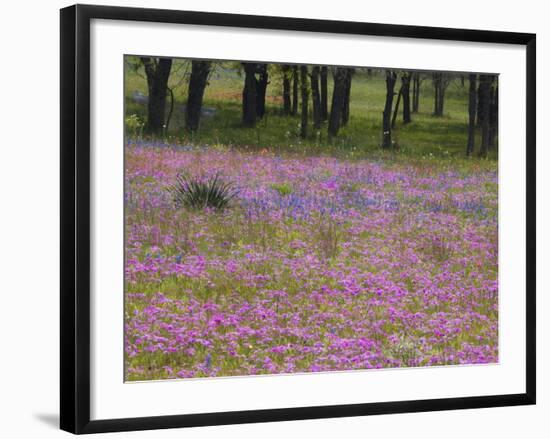 Phlox and Oak Trees in Springtime, Nixon, Texas, USA-Darrell Gulin-Framed Photographic Print