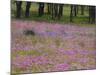 Phlox and Oak Trees in Springtime, Nixon, Texas, USA-Darrell Gulin-Mounted Photographic Print