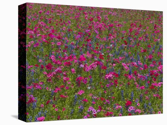 Phlox, Blue Bonnets and Indian Paintbrush Near Brenham, Texas, USA-Darrell Gulin-Stretched Canvas