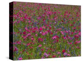 Phlox, Blue Bonnets and Indian Paintbrush Near Brenham, Texas, USA-Darrell Gulin-Stretched Canvas