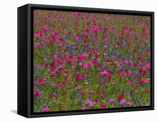 Phlox, Blue Bonnets and Indian Paintbrush Near Brenham, Texas, USA-Darrell Gulin-Framed Stretched Canvas