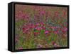 Phlox, Blue Bonnets and Indian Paintbrush Near Brenham, Texas, USA-Darrell Gulin-Framed Stretched Canvas