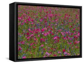 Phlox, Blue Bonnets and Indian Paintbrush Near Brenham, Texas, USA-Darrell Gulin-Framed Stretched Canvas