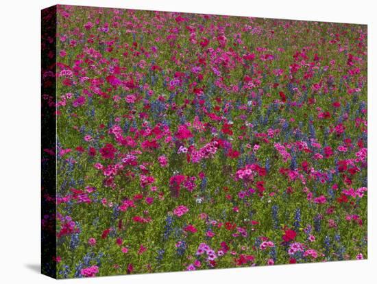 Phlox, Blue Bonnets and Indian Paintbrush Near Brenham, Texas, USA-Darrell Gulin-Stretched Canvas