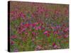 Phlox, Blue Bonnets and Indian Paintbrush Near Brenham, Texas, USA-Darrell Gulin-Stretched Canvas