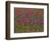 Phlox, Blue Bonnets and Indian Paintbrush Near Brenham, Texas, USA-Darrell Gulin-Framed Photographic Print