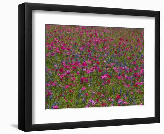 Phlox, Blue Bonnets and Indian Paintbrush Near Brenham, Texas, USA-Darrell Gulin-Framed Photographic Print