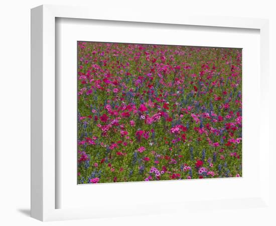 Phlox, Blue Bonnets and Indian Paintbrush Near Brenham, Texas, USA-Darrell Gulin-Framed Photographic Print