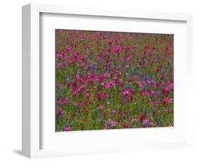 Phlox, Blue Bonnets and Indian Paintbrush Near Brenham, Texas, USA-Darrell Gulin-Framed Photographic Print