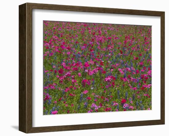 Phlox, Blue Bonnets and Indian Paintbrush Near Brenham, Texas, USA-Darrell Gulin-Framed Photographic Print