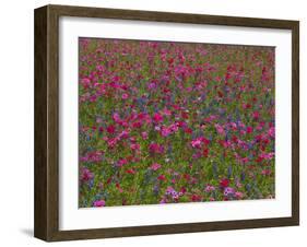 Phlox, Blue Bonnets and Indian Paintbrush Near Brenham, Texas, USA-Darrell Gulin-Framed Photographic Print