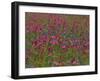 Phlox, Blue Bonnets and Indian Paintbrush Near Brenham, Texas, USA-Darrell Gulin-Framed Photographic Print