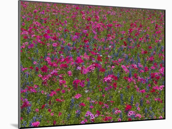 Phlox, Blue Bonnets and Indian Paintbrush Near Brenham, Texas, USA-Darrell Gulin-Mounted Photographic Print