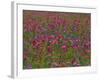 Phlox, Blue Bonnets and Indian Paintbrush Near Brenham, Texas, USA-Darrell Gulin-Framed Photographic Print