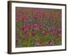 Phlox, Blue Bonnets and Indian Paintbrush Near Brenham, Texas, USA-Darrell Gulin-Framed Photographic Print